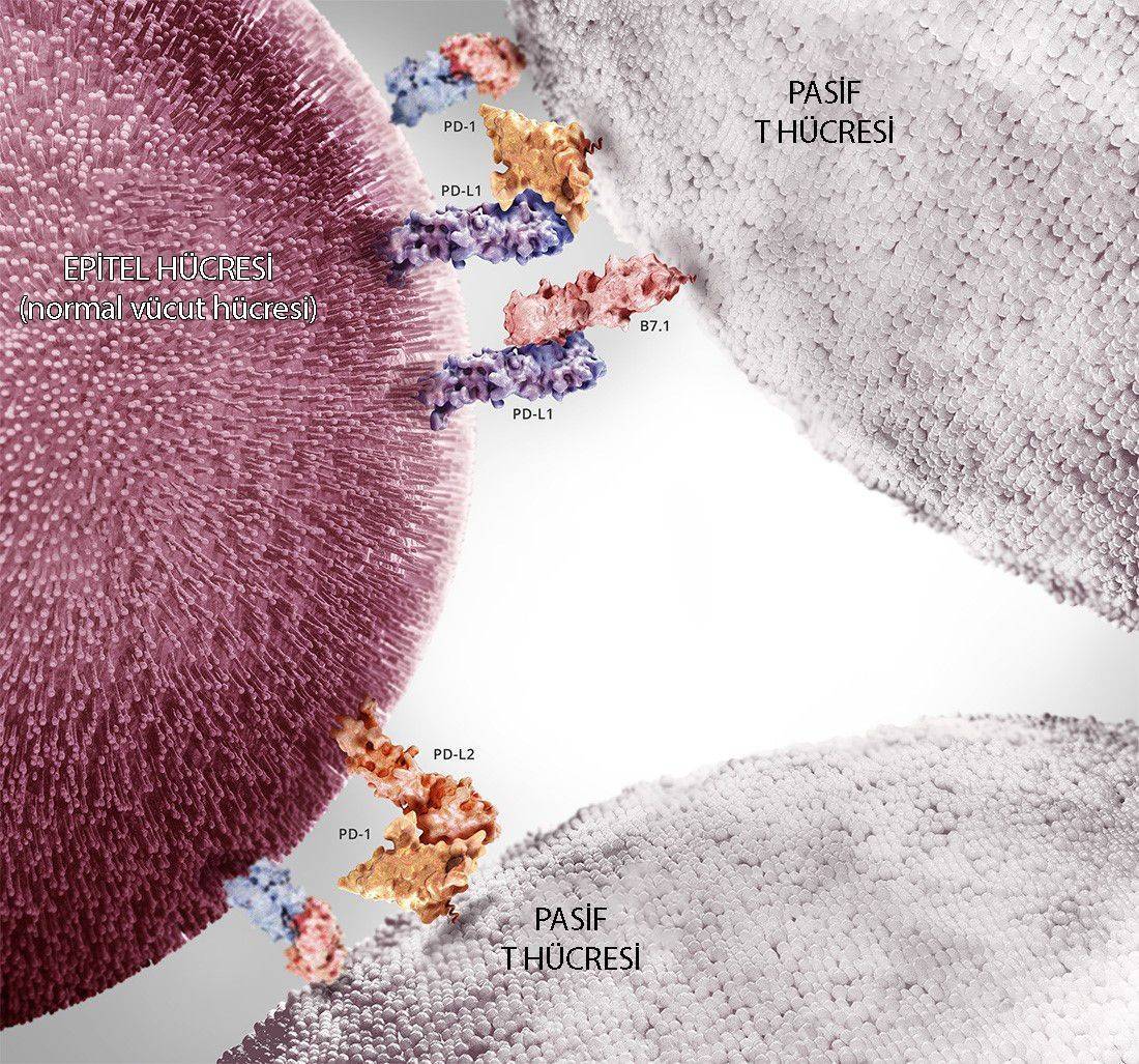 immün kontrol noktası molekülleri normal hücre t hücre etkileşimi