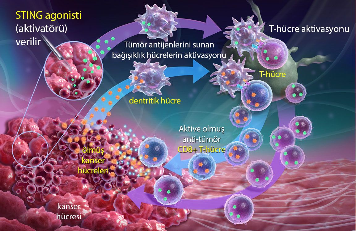 immün sistem aktivatörü STING reseptörü agonistleri mekanizması nasıl çalışır