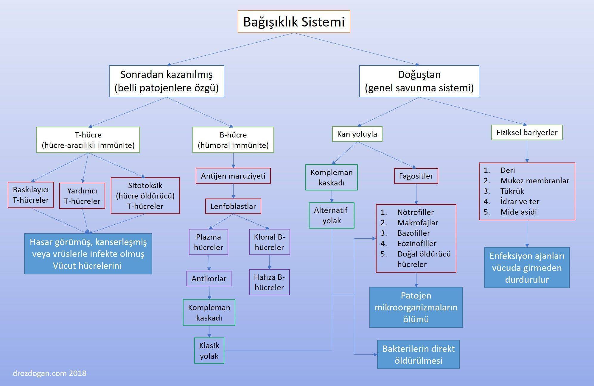 immün sistem nedir bağışıklık sistemi immünoloji hücreleri kazanılmış ve doğuştan