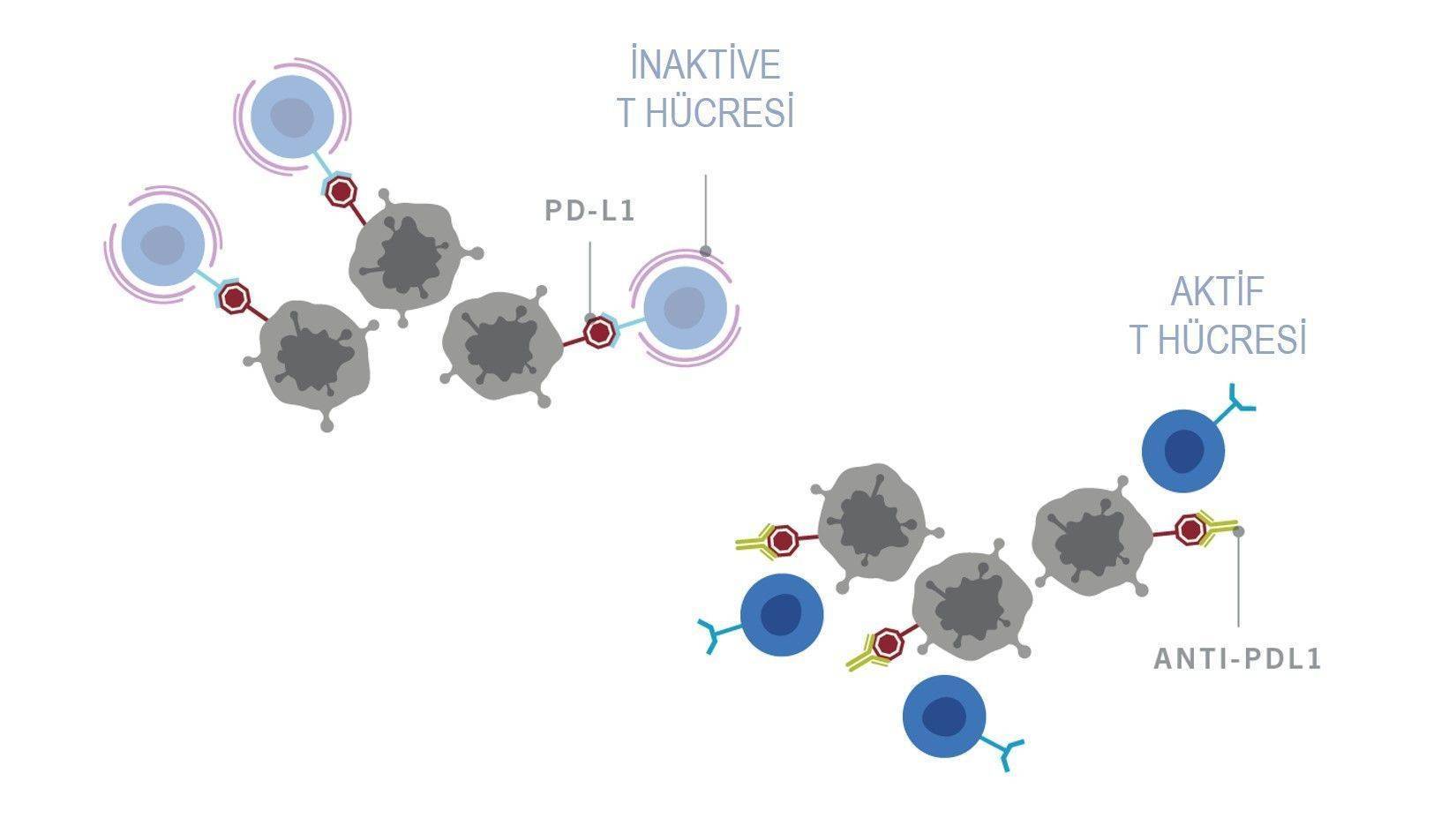 immunoterapi2