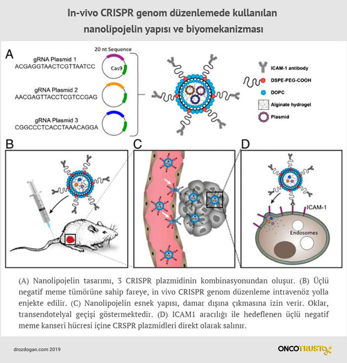 in vivo crispr genom duzenlemede kullanilan nanolipojelin yapisi ve biyomekanizmasi