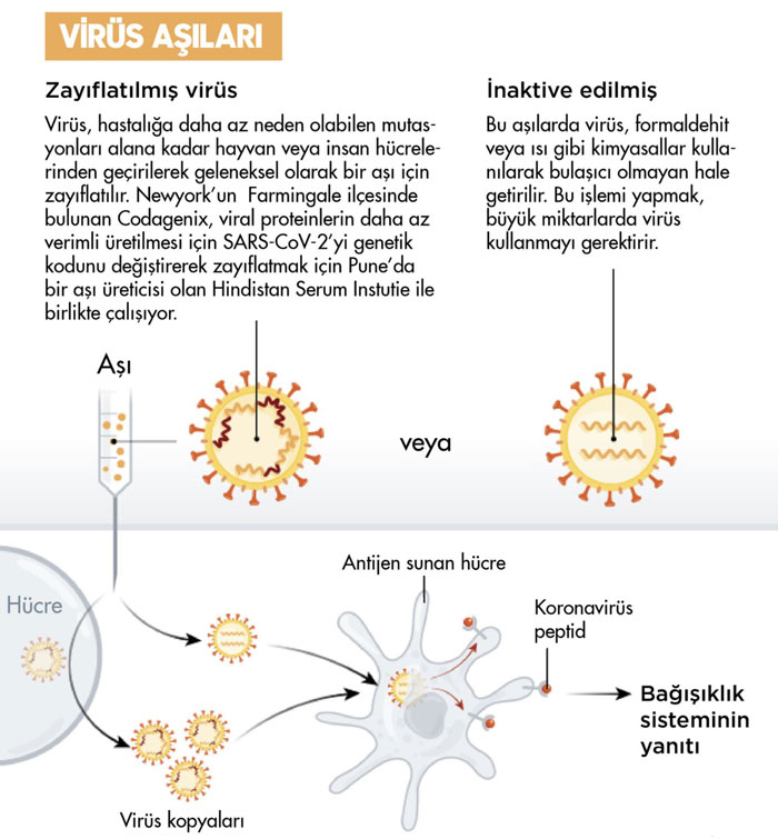 inaktif ve zayıflatılmış koronavirüs covid 19 aşılarının etki mekanizması sinovac