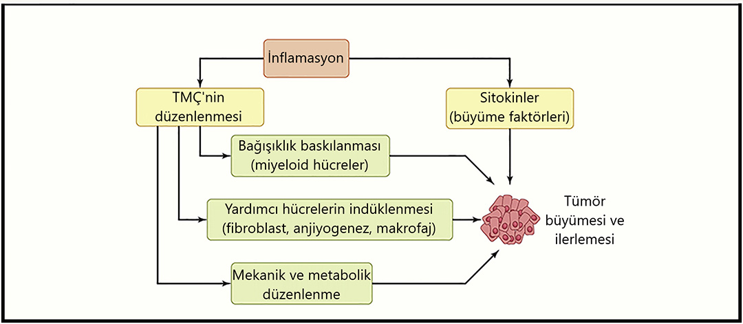 inflamasyon