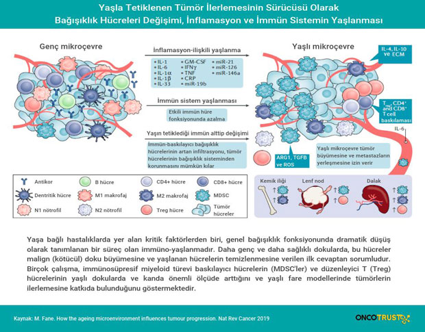 inflamasyon ve immun sistemin yaslanmasi