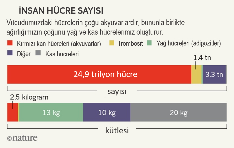 insan vücudunda bulunan toplam hücre sayısı nedir