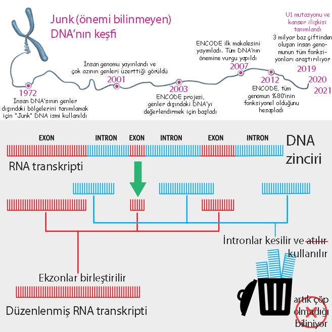 junk çöp önemsiz dna nedir önemi ve tarihi kanser u1 mutasyonu