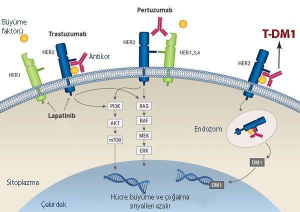 kadcyla t dm1 ado trastuzumab emtansine meme kanseri tedavisi etki mekanizması