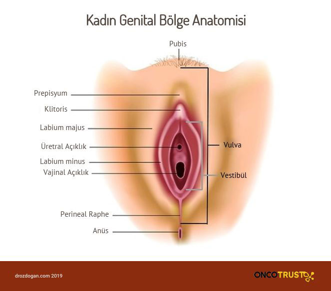 kadin genital bolge anatomisi