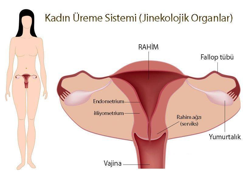 kadın üreme organları jinekolojik organlar rahim endomatrium anatomisi
