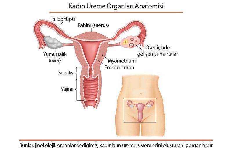 kadın üreme sistemi anatomisi jinekolojik organlar serviks rahim ağzı
