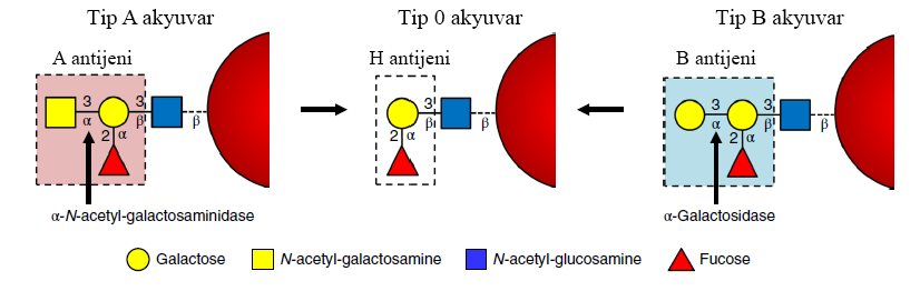 kan grupları