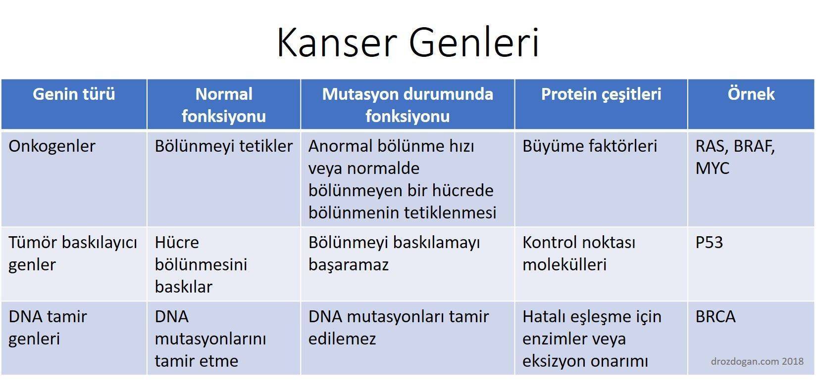 kanser genleri onkogenler tümör baskılayıcı genler dna tamir genleri