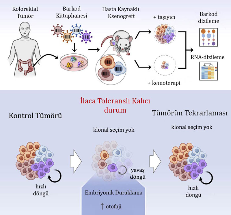 kanser hucreleri dtp durumuna gecer kis uykusu cell grafik özet