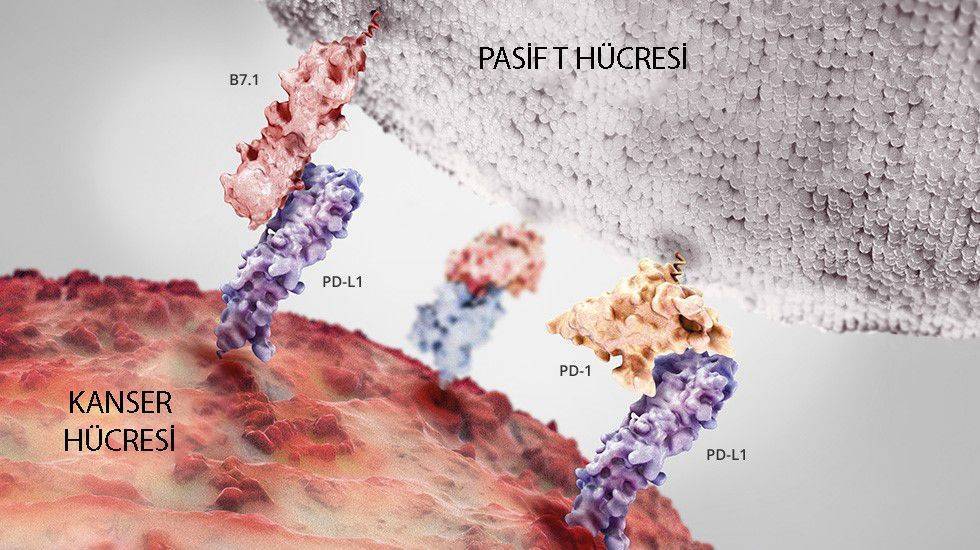 kanser hücresi t hücre etkileşimi bağışıklık sistemi kontrol noktası
