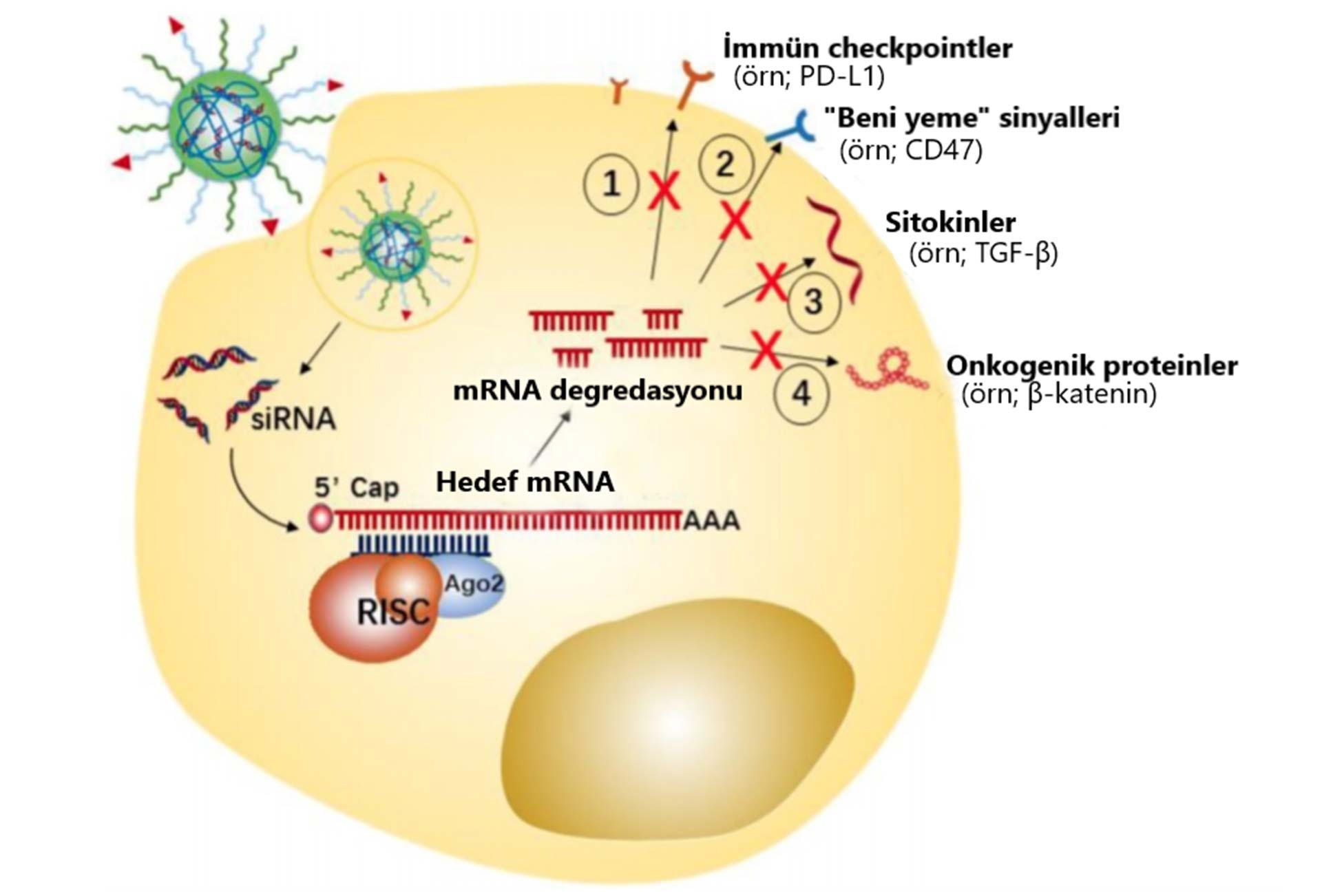 kanser immünoterapisi icin tumor hucrelerinin hedefleyen siRNA nanoterapotiklerinin potansiyelstra