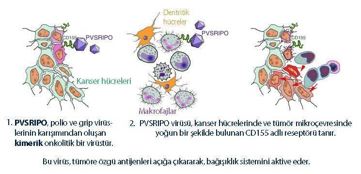 kanser onkolitik virüs aşısı beyin tümörü gbm 4 tedavisi nasıl etki eder