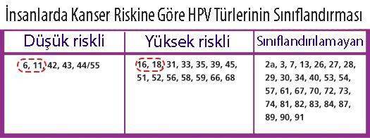 kanser riski açısından HPV türlerinin sınıflandırması yüksek ve düşük riskli