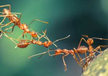 Kanser Tanısının Geleceği Karıncalar mı?