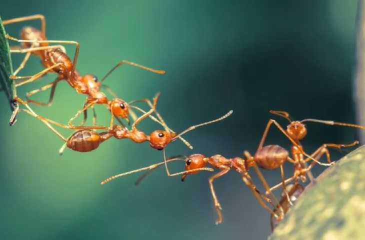 Kanser Tanısının Geleceği Karıncalar mı?