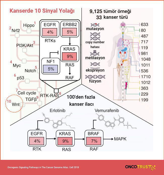 kanserde 10 sinyal yolagi