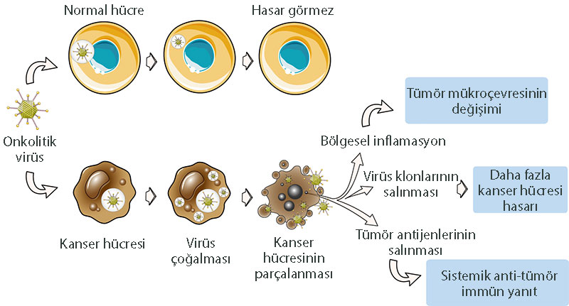 kanserde onkolitik virüs terapisi nedir etki mekanizması