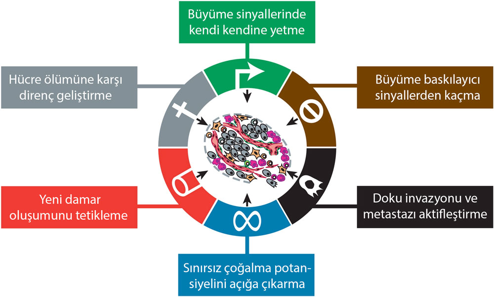 kanserin 6 temel özelliği nedir
