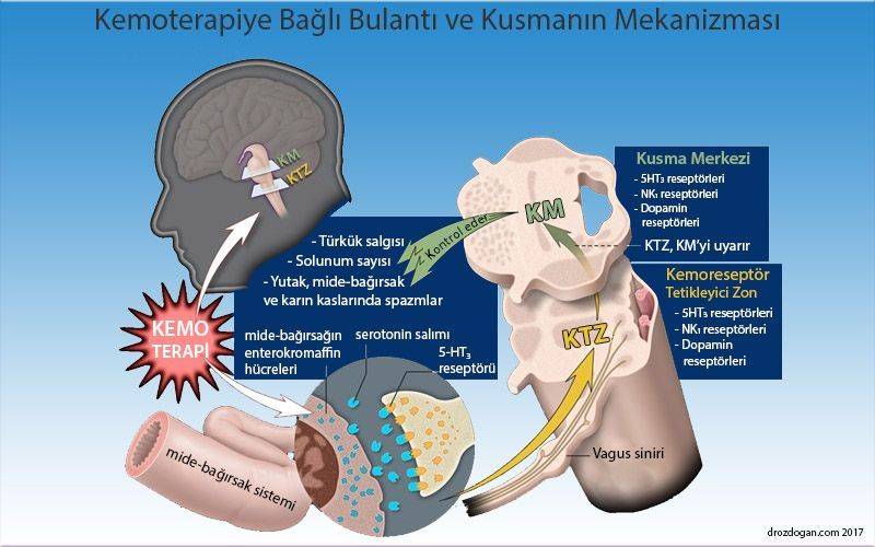 kemoetarpiye bağlı bulantı ve kusma neden olur mekanizması