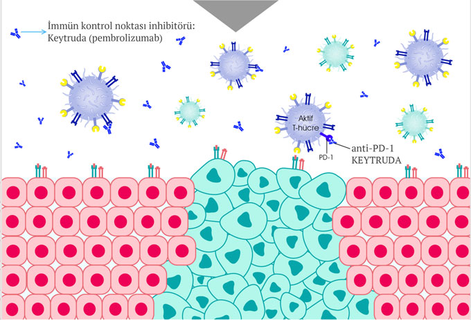 keytruda pembrolizumab etki mekanizmasi nasildir (2)