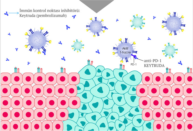 keytruda pembrolizumab etki mekanizmasi nasildir  (2)