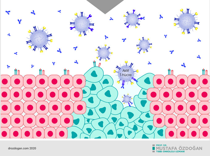 keytruda pembrolizumab etki mekanizmasi nasildir  (3)