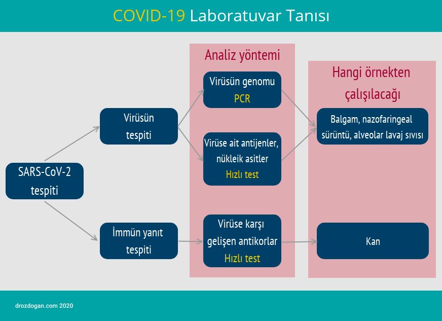 koronavirus sars cov 2 test cesitleri covid 19 laboratuvar tanisi