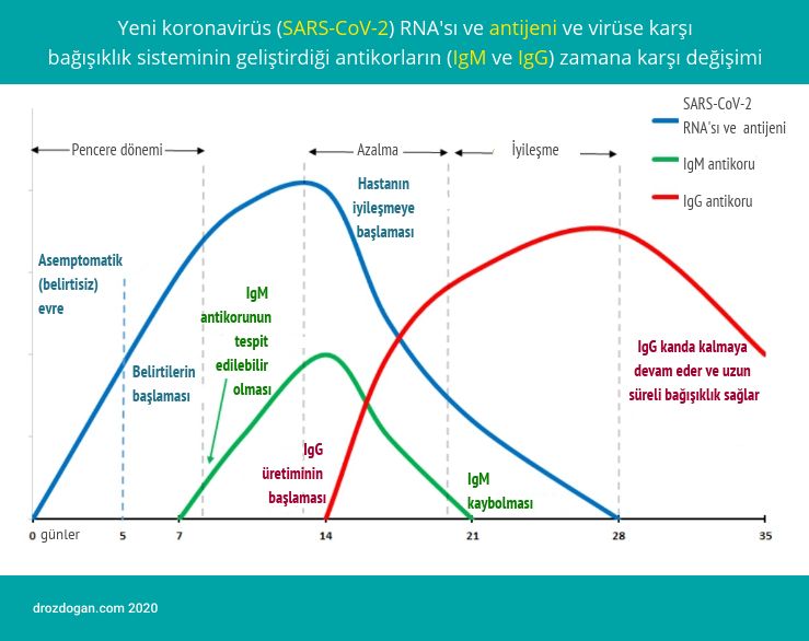 koronaviruse karsi gelisen antikorlar igm igg sars cov 2