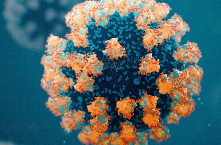 Koronavirüsün en önemli yapısı Diken Proteini – Görsel anlatım