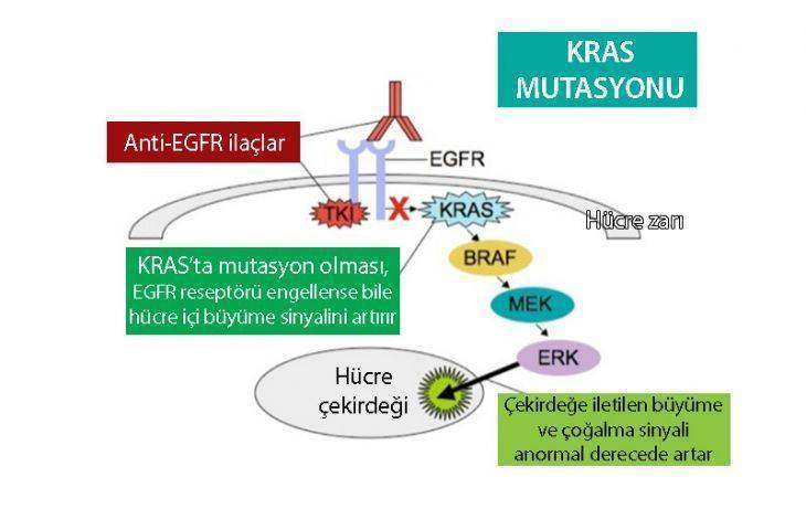 KRAS mutasyonu nedir? Kolon ve diğer kanserlerde KRAS pozitifliği