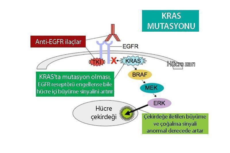 kras mutasyonu kras wild nras mutasyonu kolon kanseri tedavisinde onemi nras
