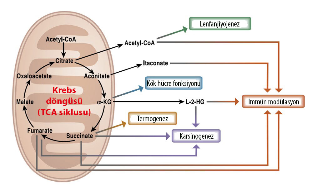 krebs döngüsü metabolitlerinin fizyolojik ve patolojik özellikleri