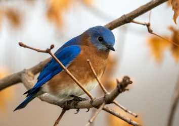Kuşların Cıvıltısına Kulak Verin! Aksiyete ve Paranoyalardan Sizi Kurtarabilirler
