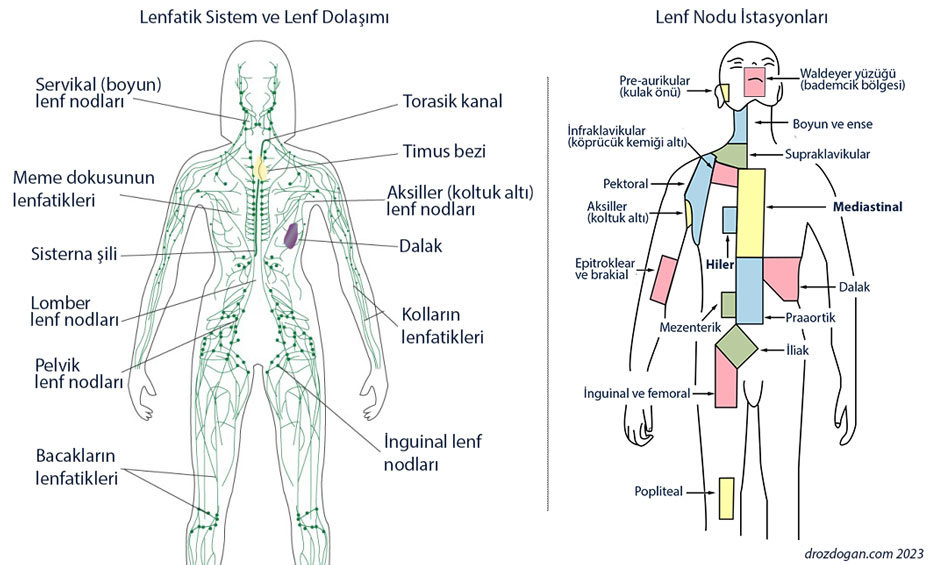 lenfatik sistem nedir lenf nodlarının dağılımı ve anatomisi istasyonları