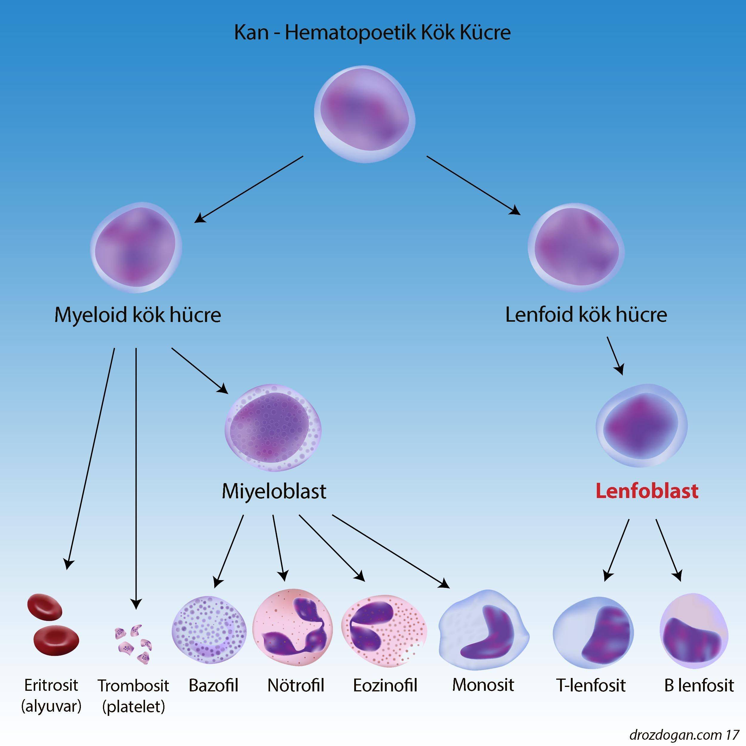 lenfoblast lösemi hematopoetik kan kök hücre myeloid lenfoid