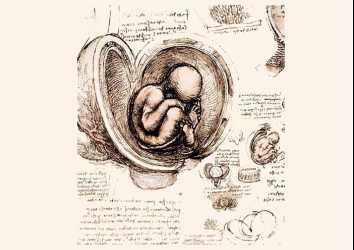 Leonardo’nun Anatomik Çizimleri 1510