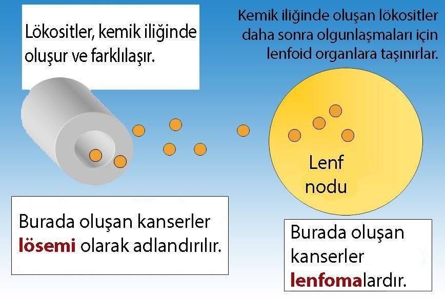 lösemi ve lenfoma farkı