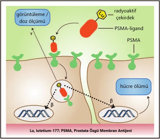 lutetium 177 etiketli prostat spesifik membran antijeni ile tedavi mekanizmasi