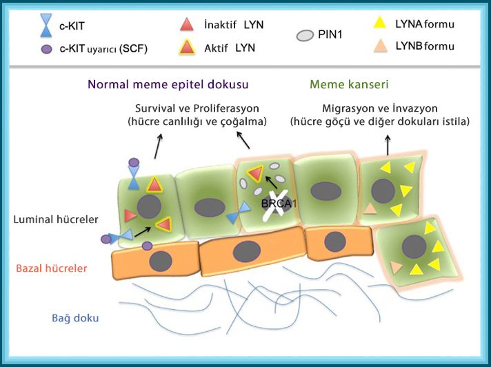 lyn proteini triple negatif meme kanserinin çoğalmasını sağlıyor