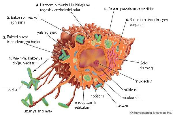 makrofaj bakteri fagositoz