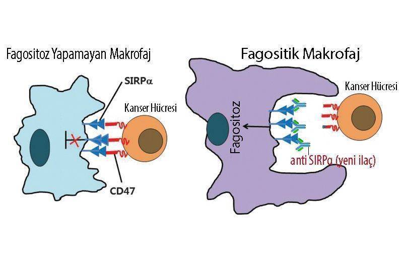 makrofaj kanser hucresi fagositoz anti sirpa antikoru cd47 proteini