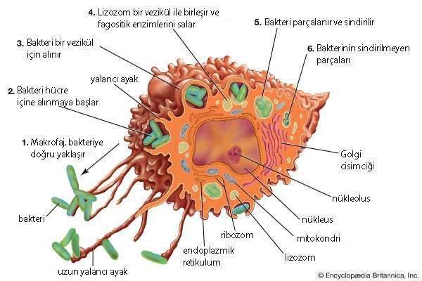makrofaj nedir yapısı şekli bakteriye saldırırken