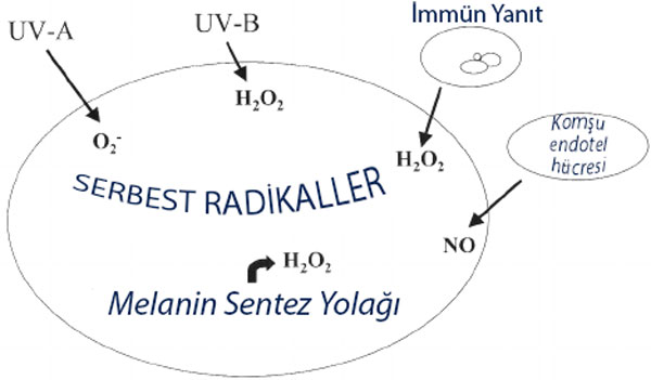 Melanosit hücreleri doğal olarak birden fazla oksidatif stres kaynağına maruz kalır
