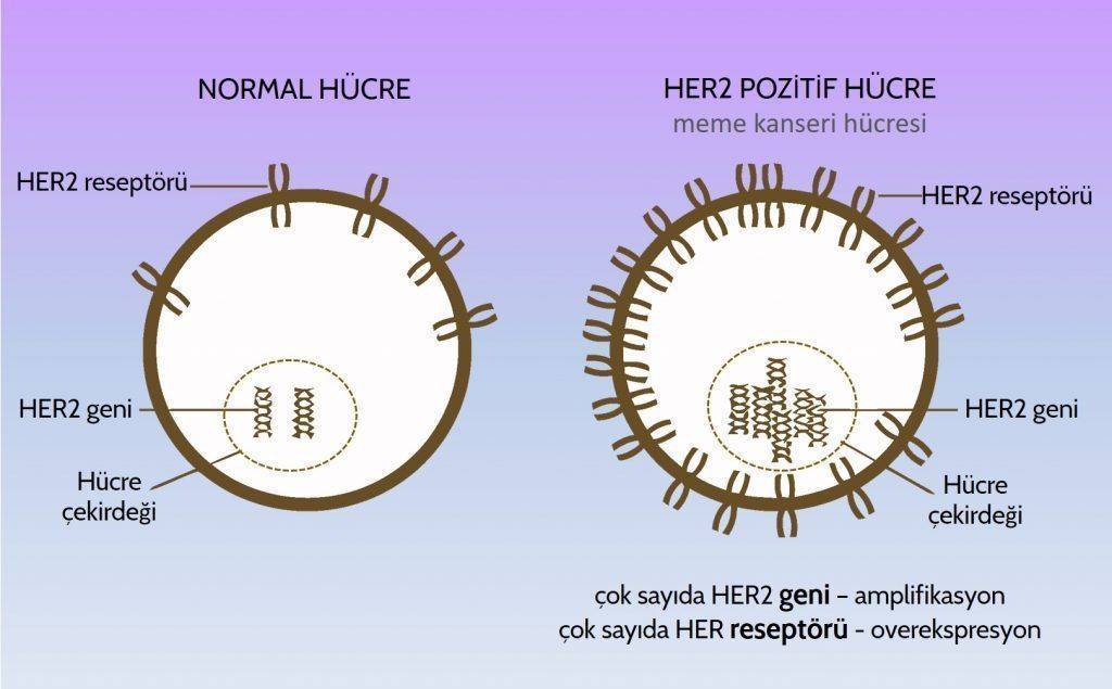 meme kanser her2 reseptor pozitif hucre ve normal hucre herceptin perjeta