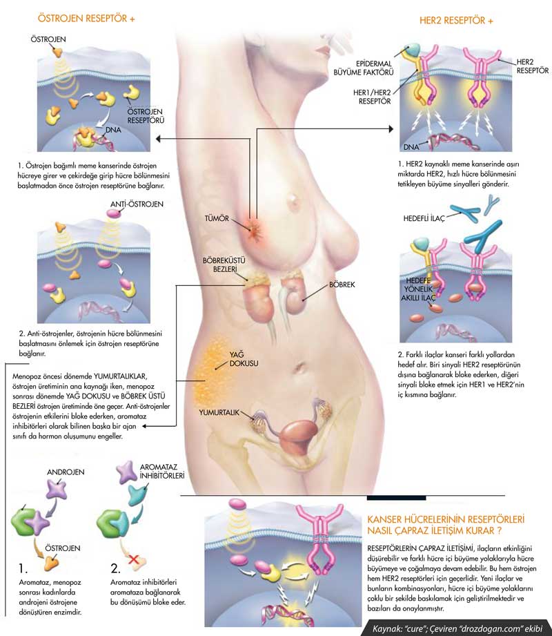 Meme kanserini ve tedavilerini anlamak hormon pozitif her2 pozitif