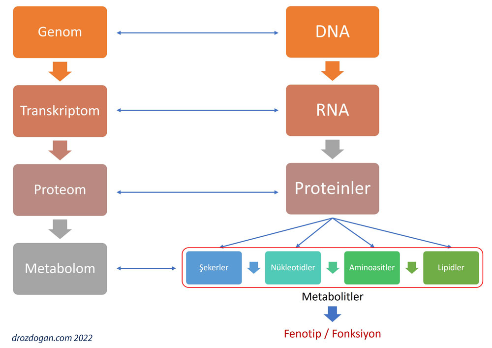 metabolomik nedir